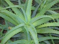 aloe-200x150-4489099