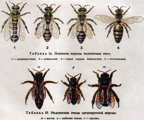 honey-bees-001-thumb-500x416-9152132